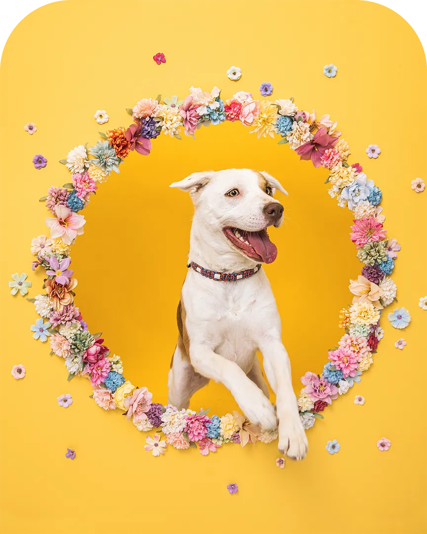 Portrait complet d’Alma, chienne croisee blanche et marron sortant d’une grande couronne de fleurs colorees sur fond jaune, image joyeuse pour son profil d’ambassadrice Appetto.