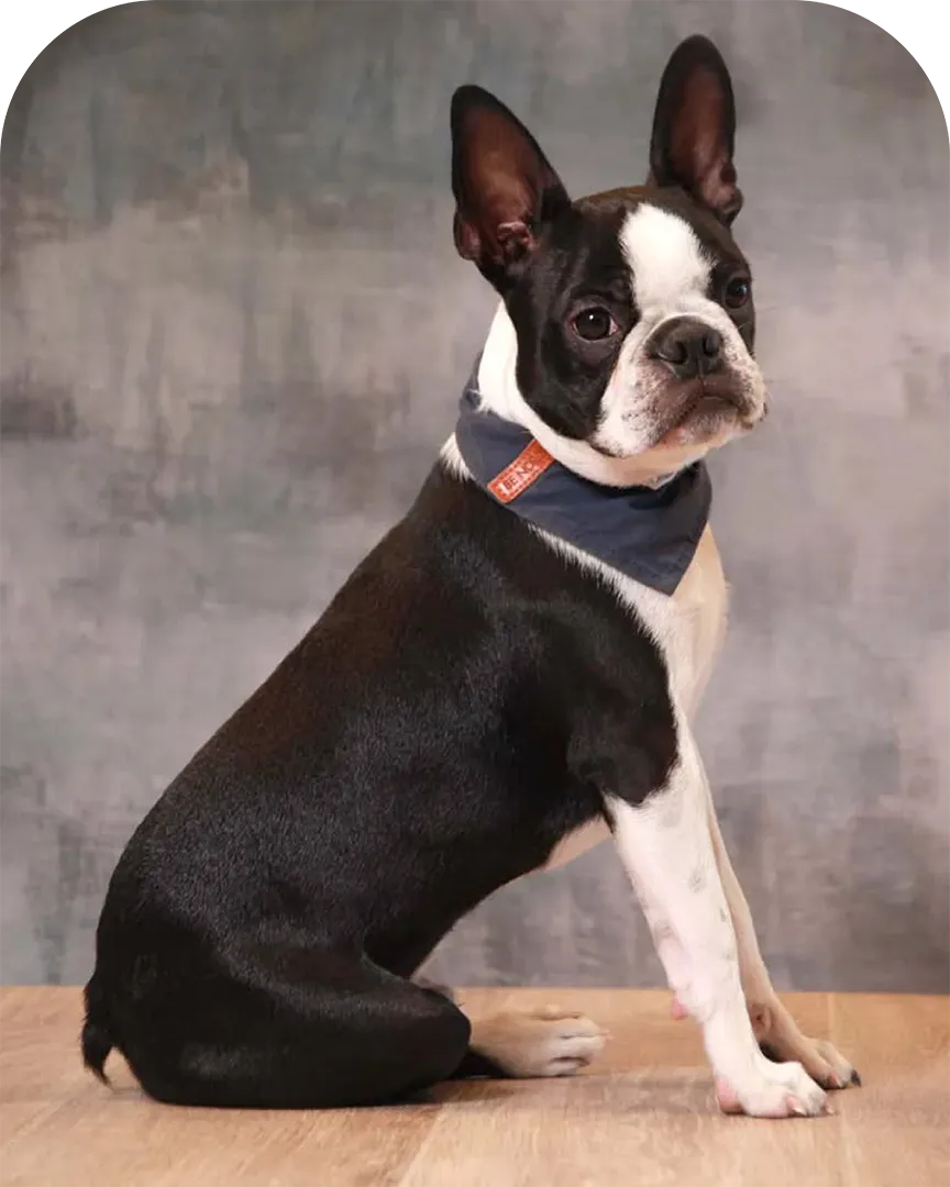Tokyo, Boston Terrier noir et blanc assis sur un sol en bois devant un fond gris studio, porte un bandana bleu et pose pour son portrait officiel d’ambassadeur Appetto.