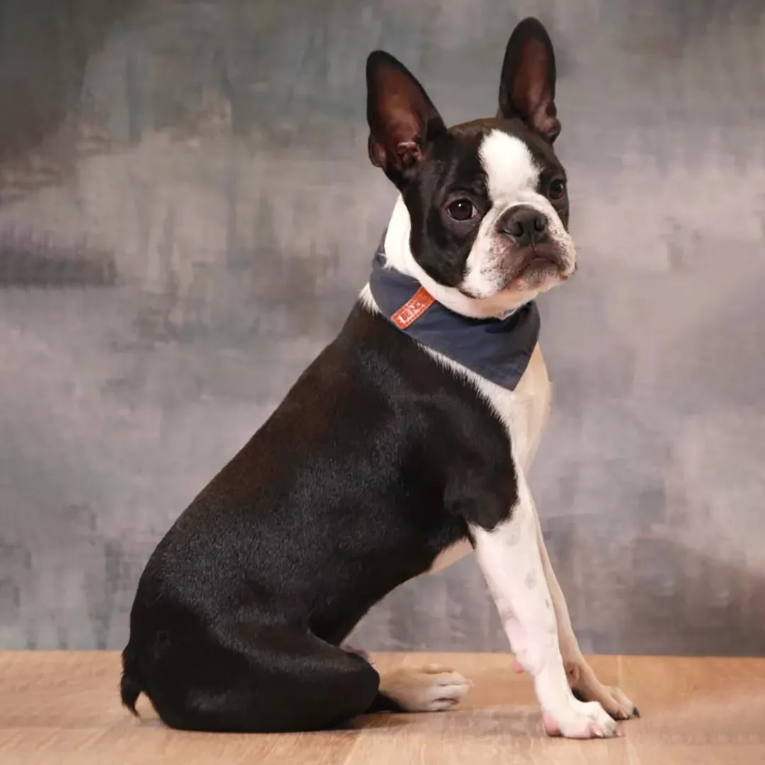 Portrait cadre carre de Tokyo, Boston Terrier noir et blanc regardant l’objectif avec un bandana bleu, photographie destinee a illustrer sa fiche ambassadeur sur le blog Appetto.