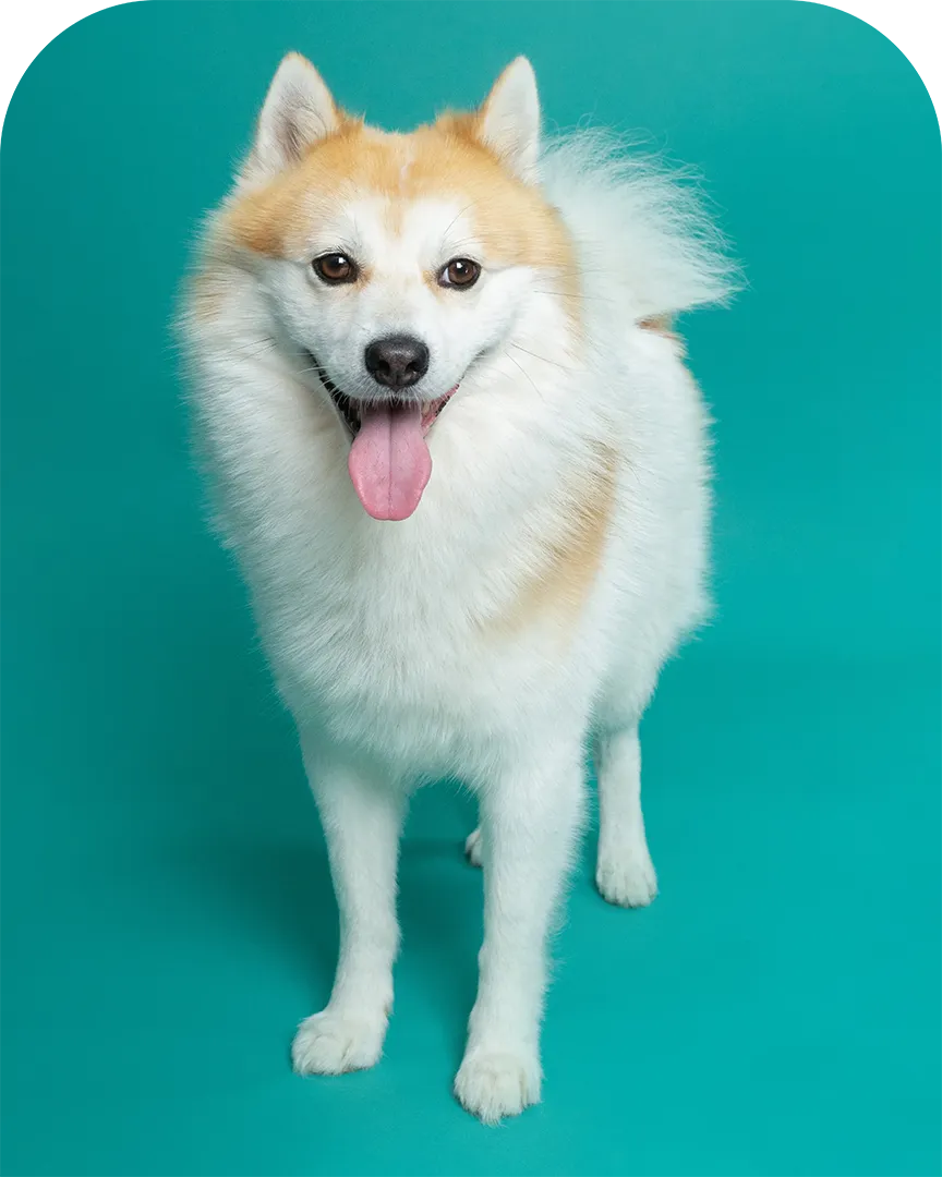 Skoll le pomsky blanc et fauve debout sur fond vert, langue sortie et regard joyeux, photographie officielle pour son portrait d’ambassadeur Appetto sur le blog.