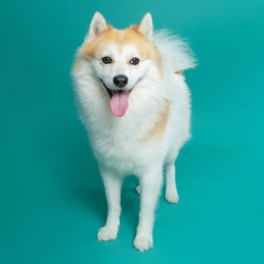 Portrait cadre carre de Skoll le pomsky, chien au pelage blanc et roux photographie sur fond vert, symbole du chien de famille heureux bien nourrit grace aux conseils Appetto.