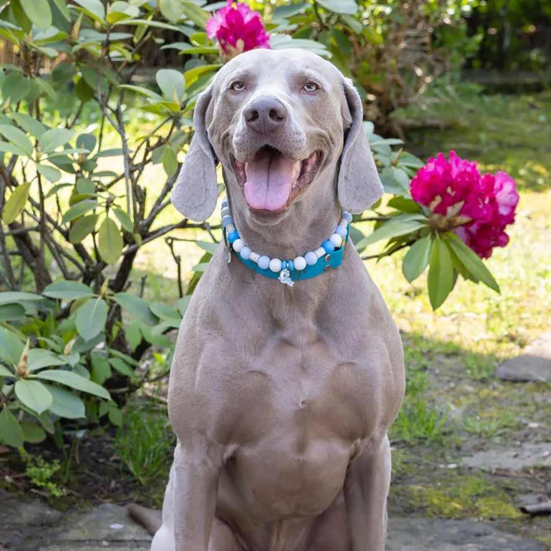 Portrait cadre carre de Santiago le braque de Weimar, chien gris souriant assis devant des fleurs roses, utilise pour illustrer son profil ambassadeur sur le blog Appetto.