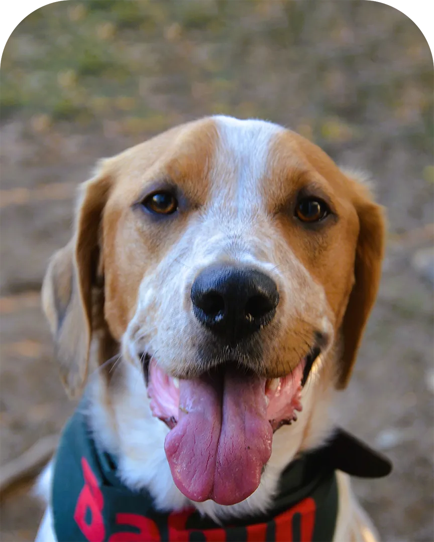 Cooper, chien croise de taille moyenne au pelage fauve et blanc, photographie en gros plan avec la langue tiree et un bandana autour du cou, portrait d’ambassadeur Appetto.