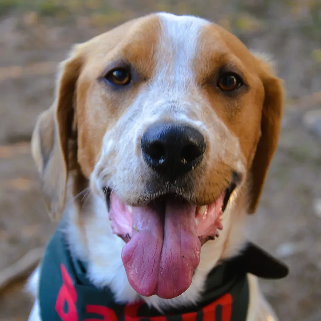 Portrait cadre carre de Cooper, chien fauve et blanc souriant face a l’objectif, portant un bandana vert, utilise pour illustrer son profil ambassadeur Fluffypote x Appetto.
