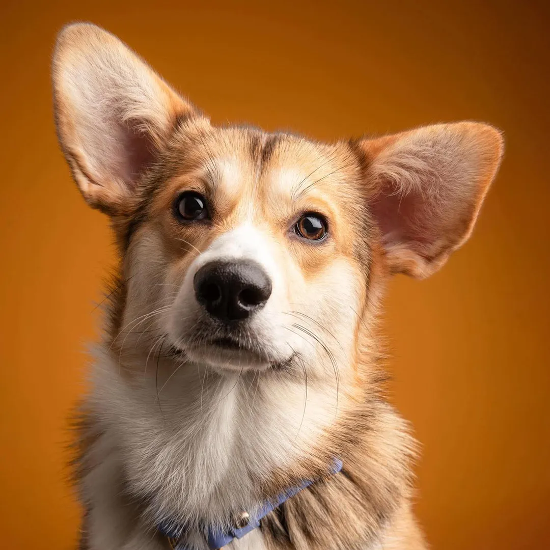 Portrait carré de Salsa le Corgi, oreilles dressées et regard doux, sur fond orange uni.