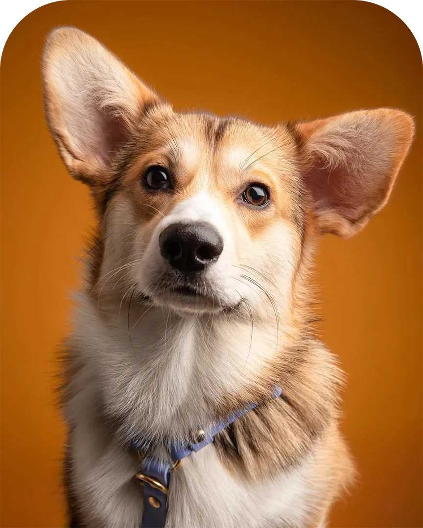 Salsa, chien de type Corgi au collier bleu, en gros plan devant un fond orange studio.