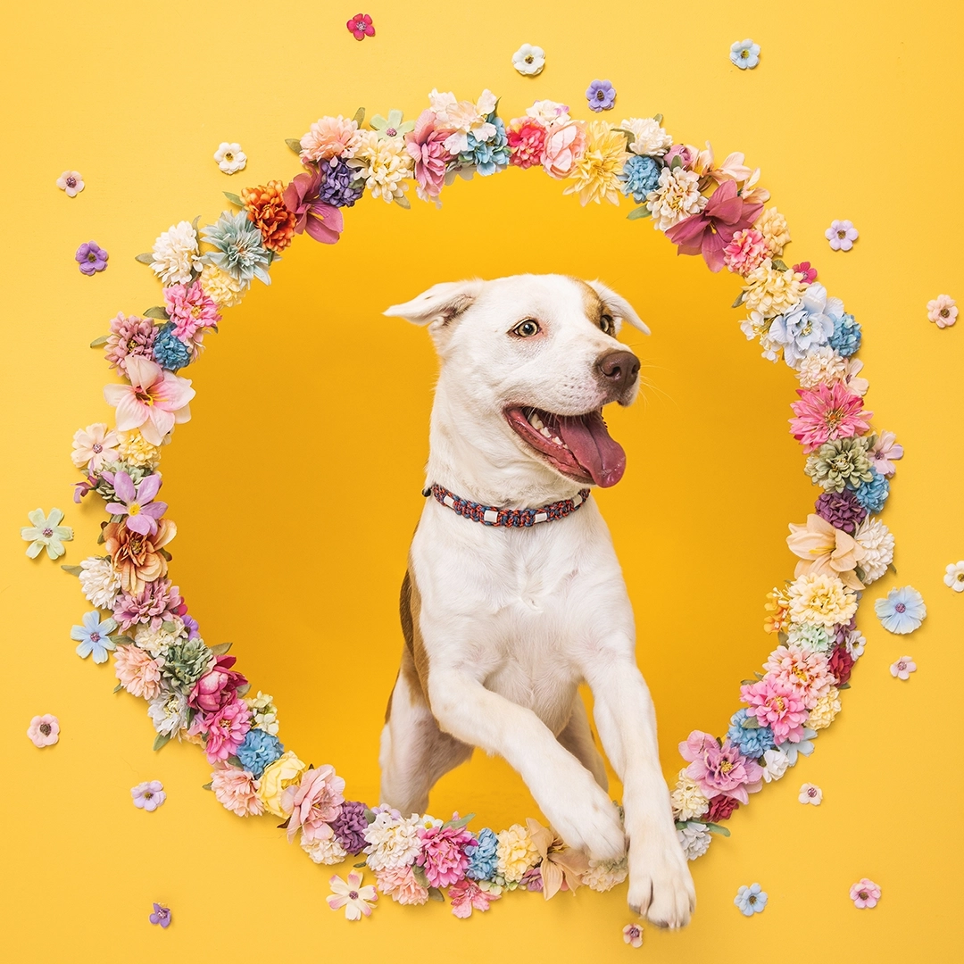 Alma, chienne croisee blanche et fauve, pose dans un cercle de fleurs colorees sur fond jaune pour son portrait d’ambassadrice Appetto.