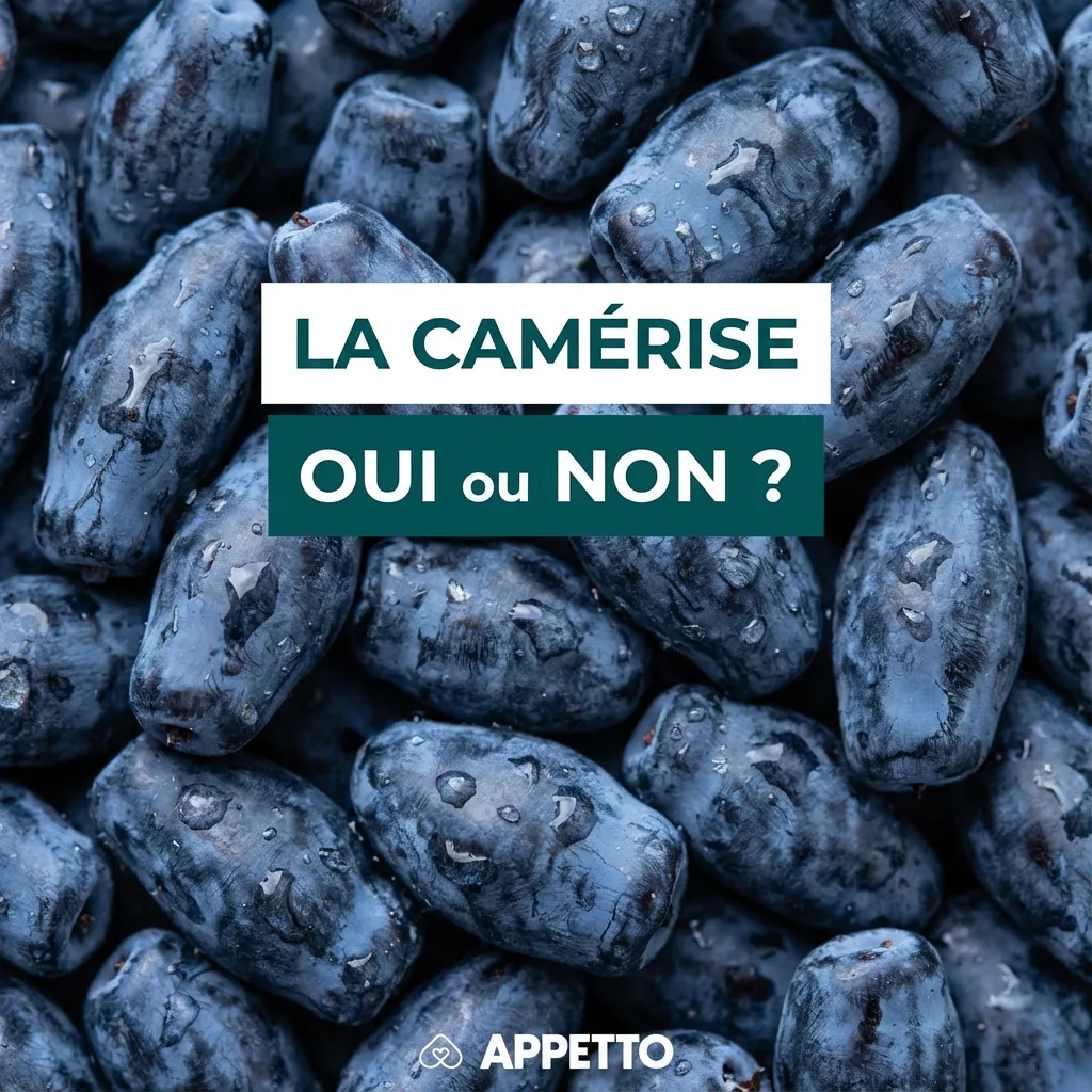 Visuel APPETTO « Pain de singe oui ou non ? » sur fond de pulpe ou poudre de baobab. Illustration SEO pour article nutrition canine, pain de singe très riche en fibres, à donner seulement en micro quantité, mélangé à la ration, introduire lentement, risque