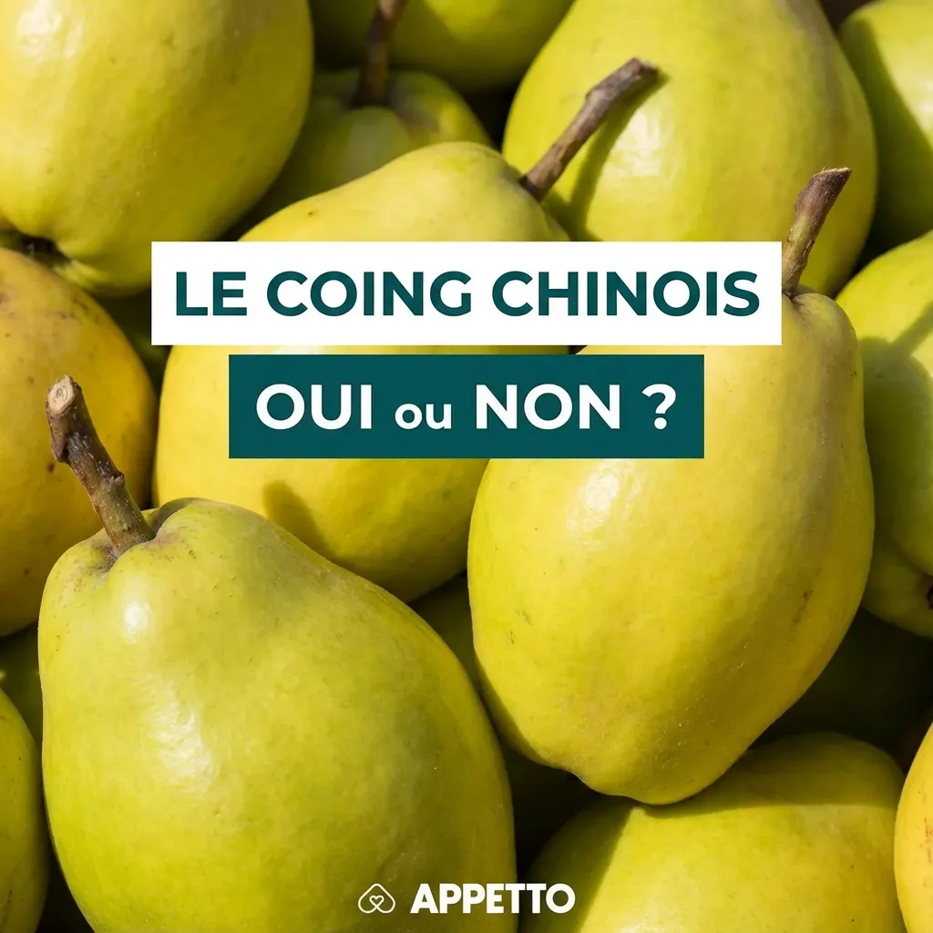 Visuel APPETTO « Le coing chinois oui ou non ? » pour chien, contenu éducatif sur coing chinois en alimentation canine, intérêt fibres et pectine mais tolérance variable, préférence pour cuit ou compote nature sans sucre, portion test et fréquence faible, 