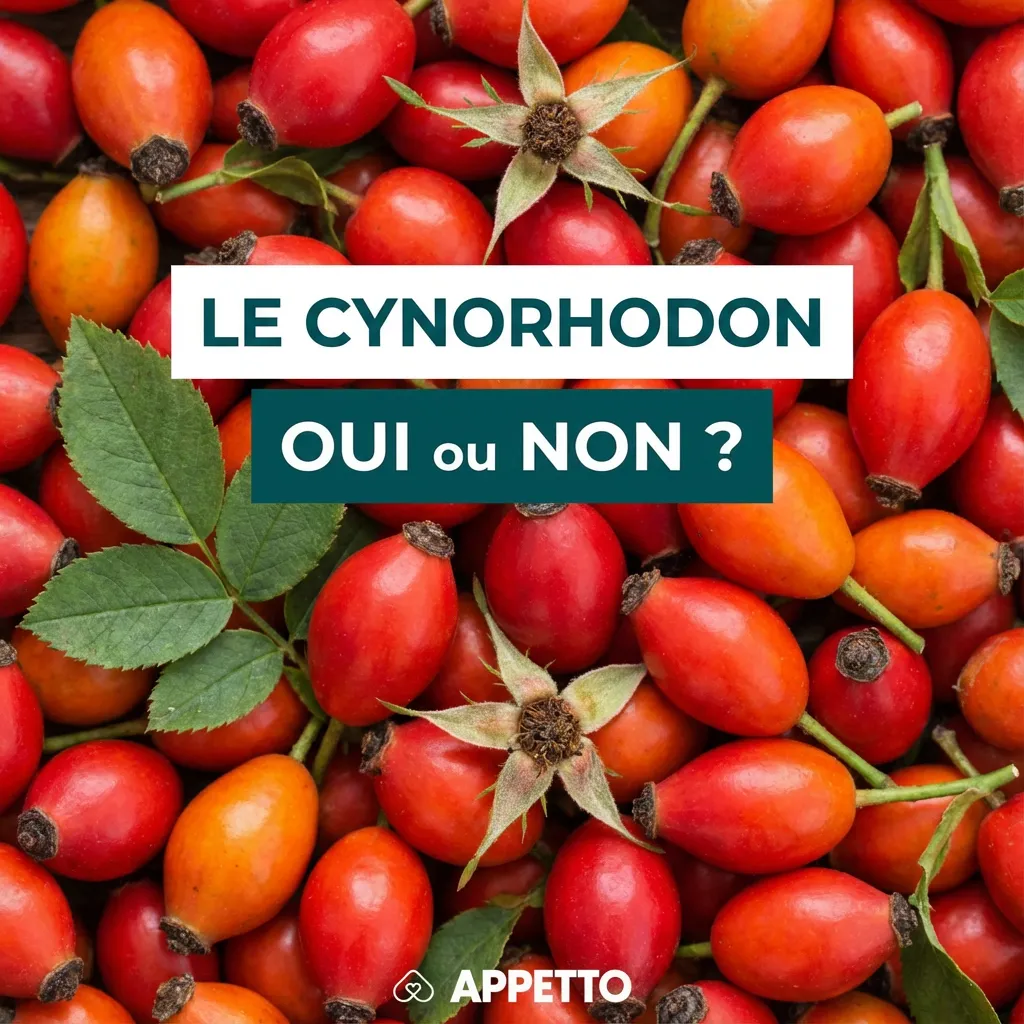 Visuel APPETTO « Le cynorhodon oui ou non ? » pour chien, guide alimentation canine sur cynorhodon et baies d’églantier, intérêt nutritionnel mais préparation indispensable, retirer graines et poils irritants, proposer uniquement la pulpe en petite quantit