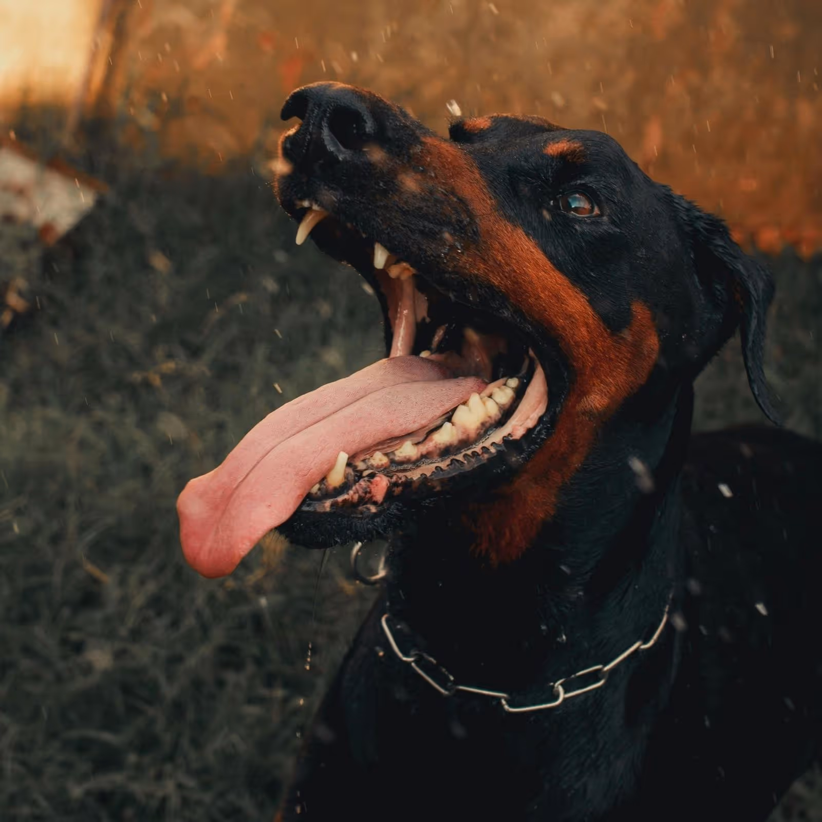 Dog bite injury attorney in Glendale CA with legal expertise for bite victims