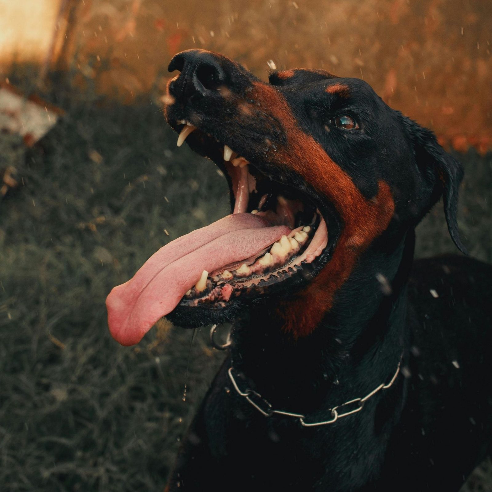 Dog bite injury attorney in Glendale CA with legal expertise for bite victims