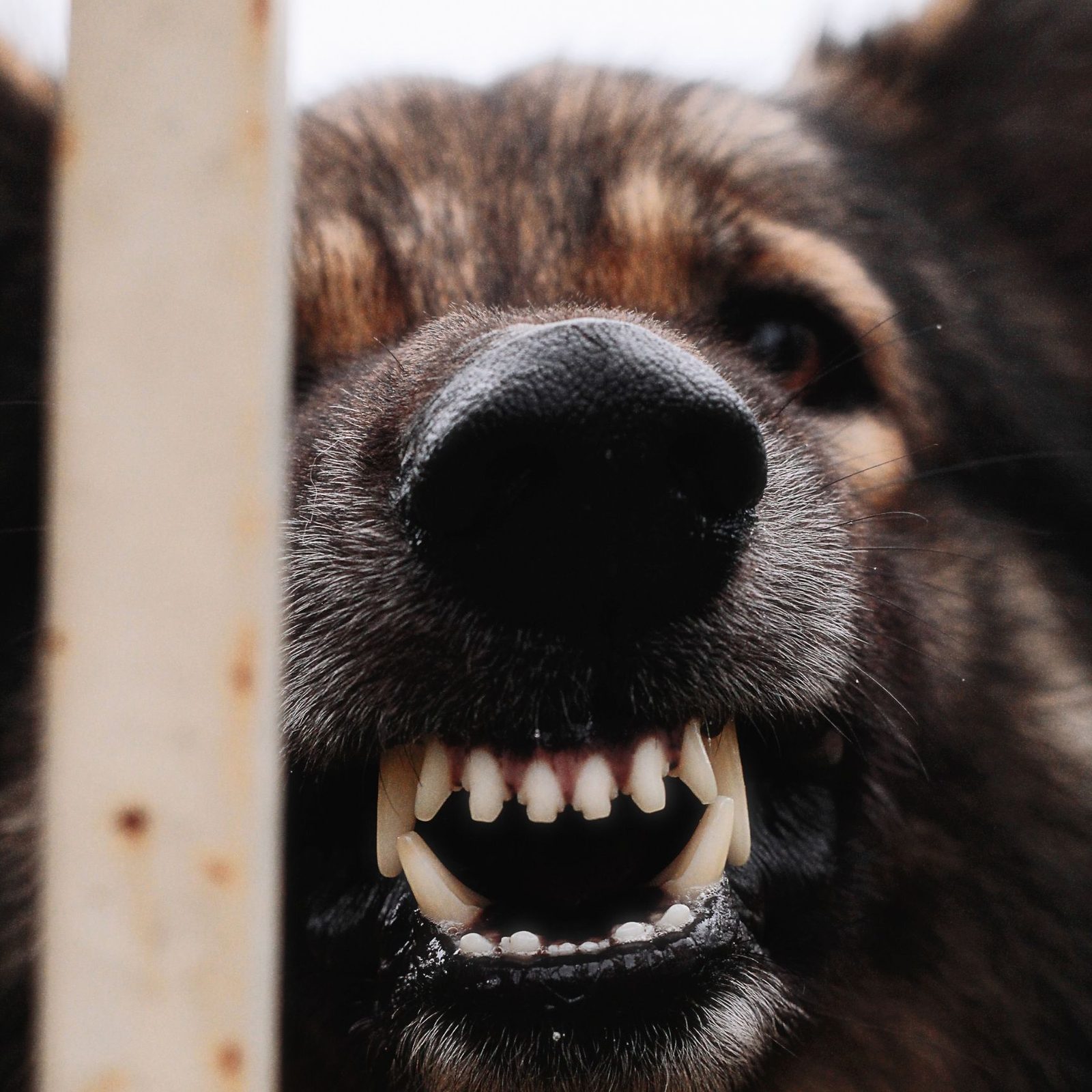 Dog bite injury lawyer Las Vegas Nevada legal representation