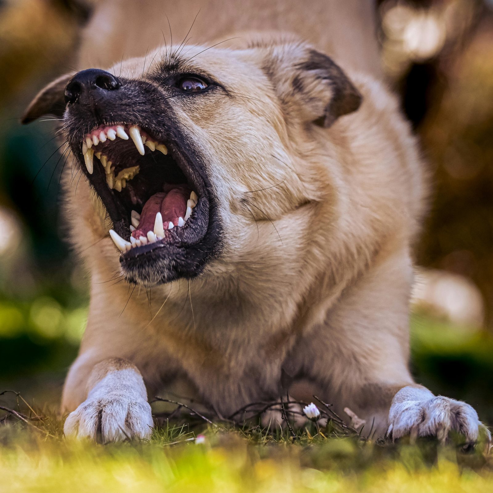 Dog bite attorney in Los Angeles CA helping injury victims get compensation