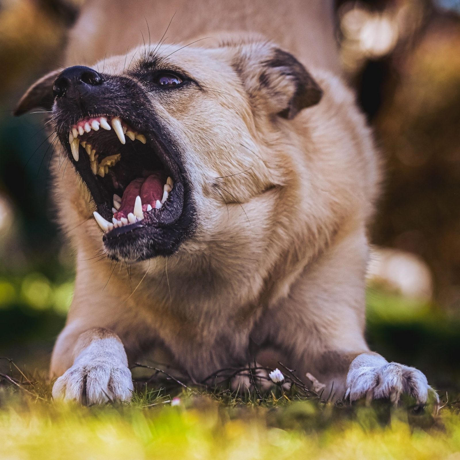 Dog bite attorney in Oceanside CA helping injured victims get compensation