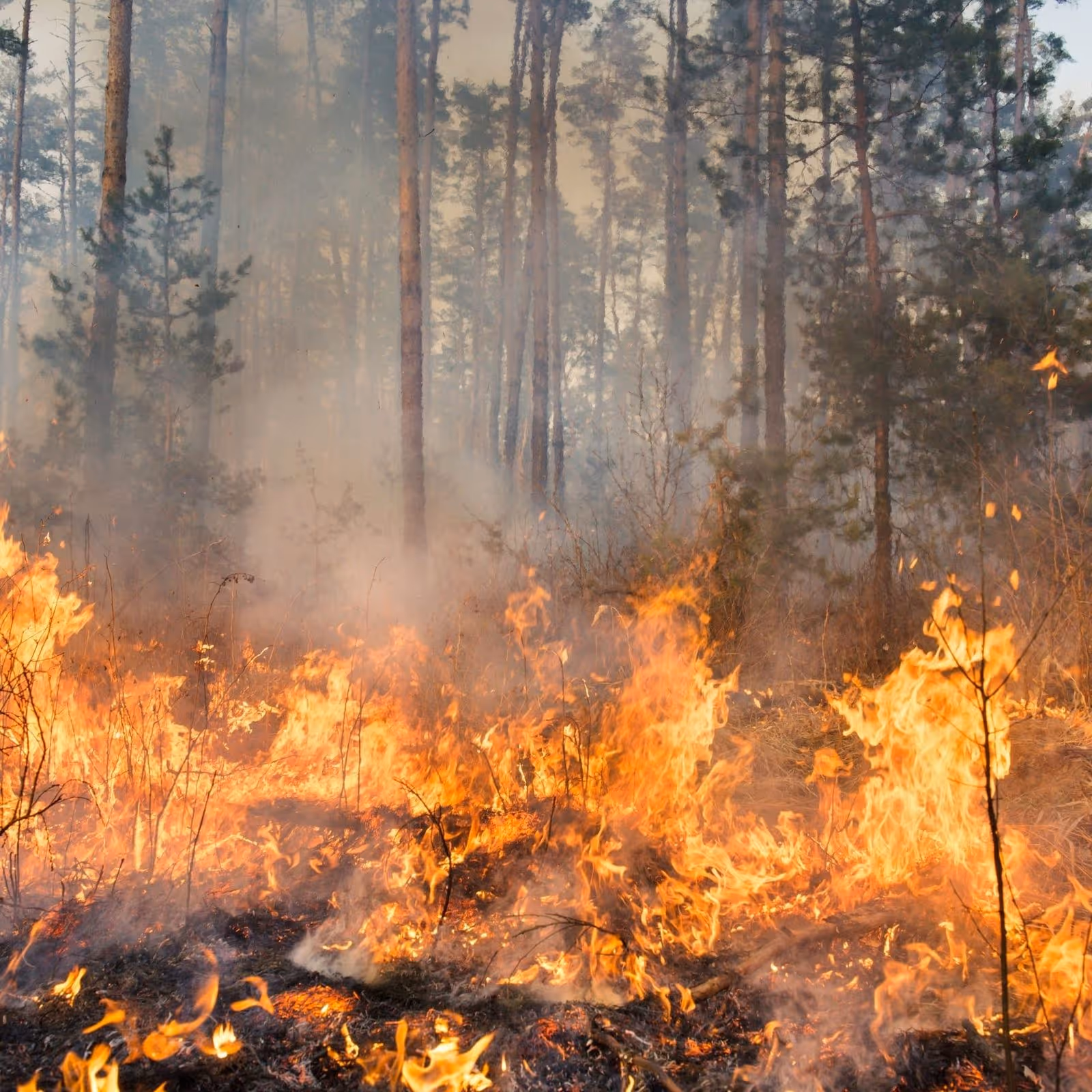 Ash and soot damage attorney Oceanside CA helping fire damage victims recover compensation