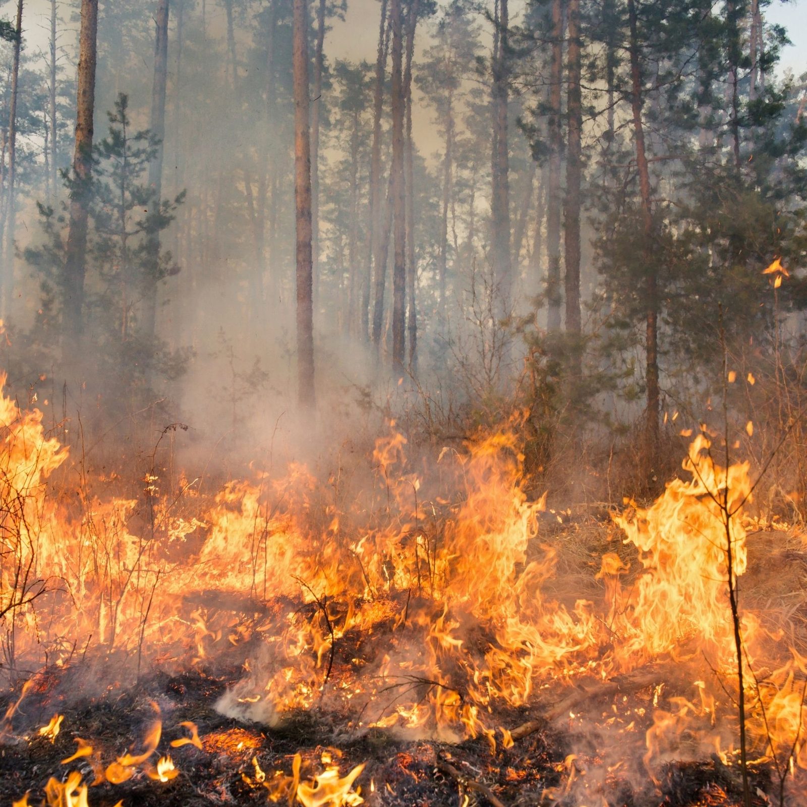 Ash and soot damage attorney Oceanside CA helping fire damage victims recover compensation