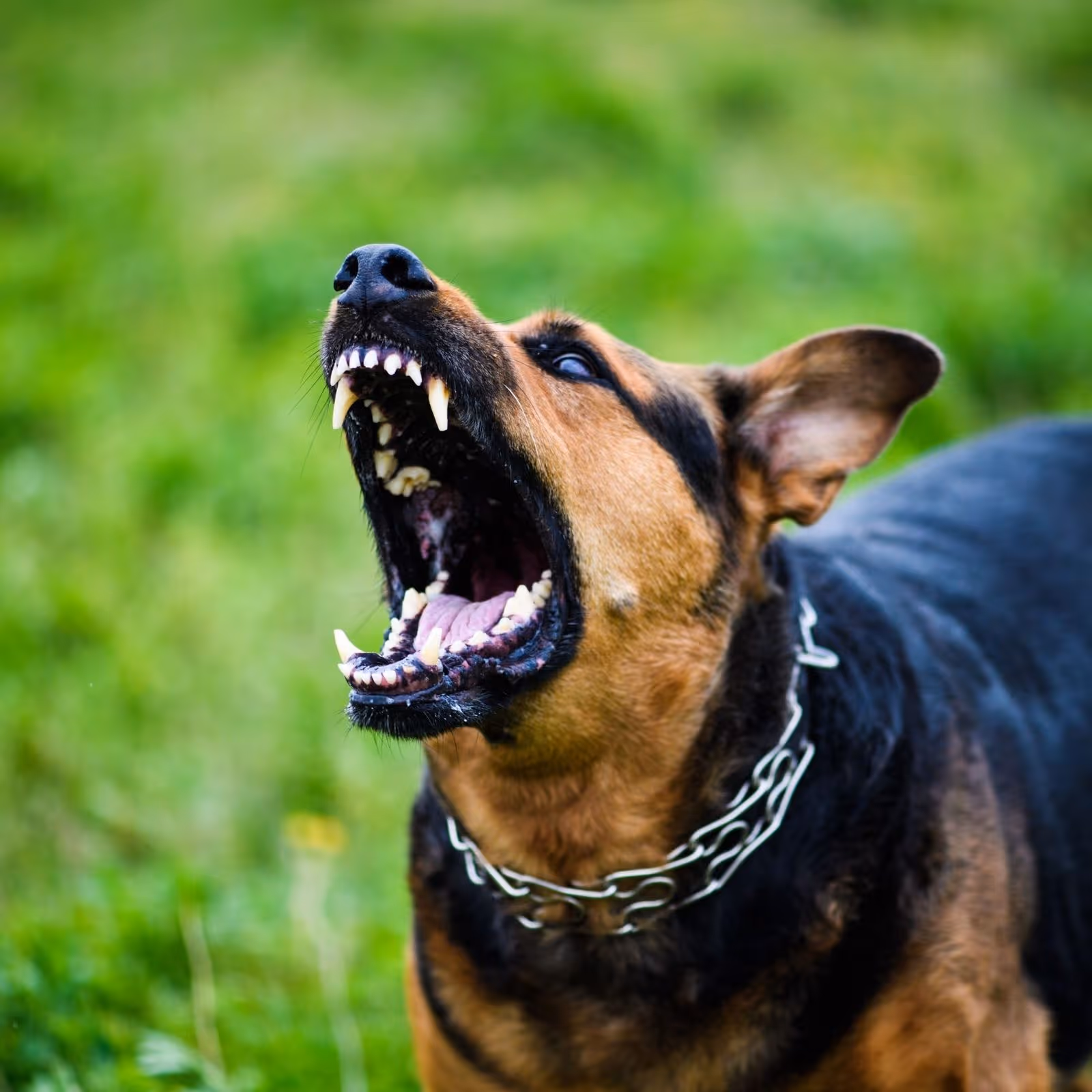 Dog bite attorney in Phoenix, AZ - legal representation for bite injury claims