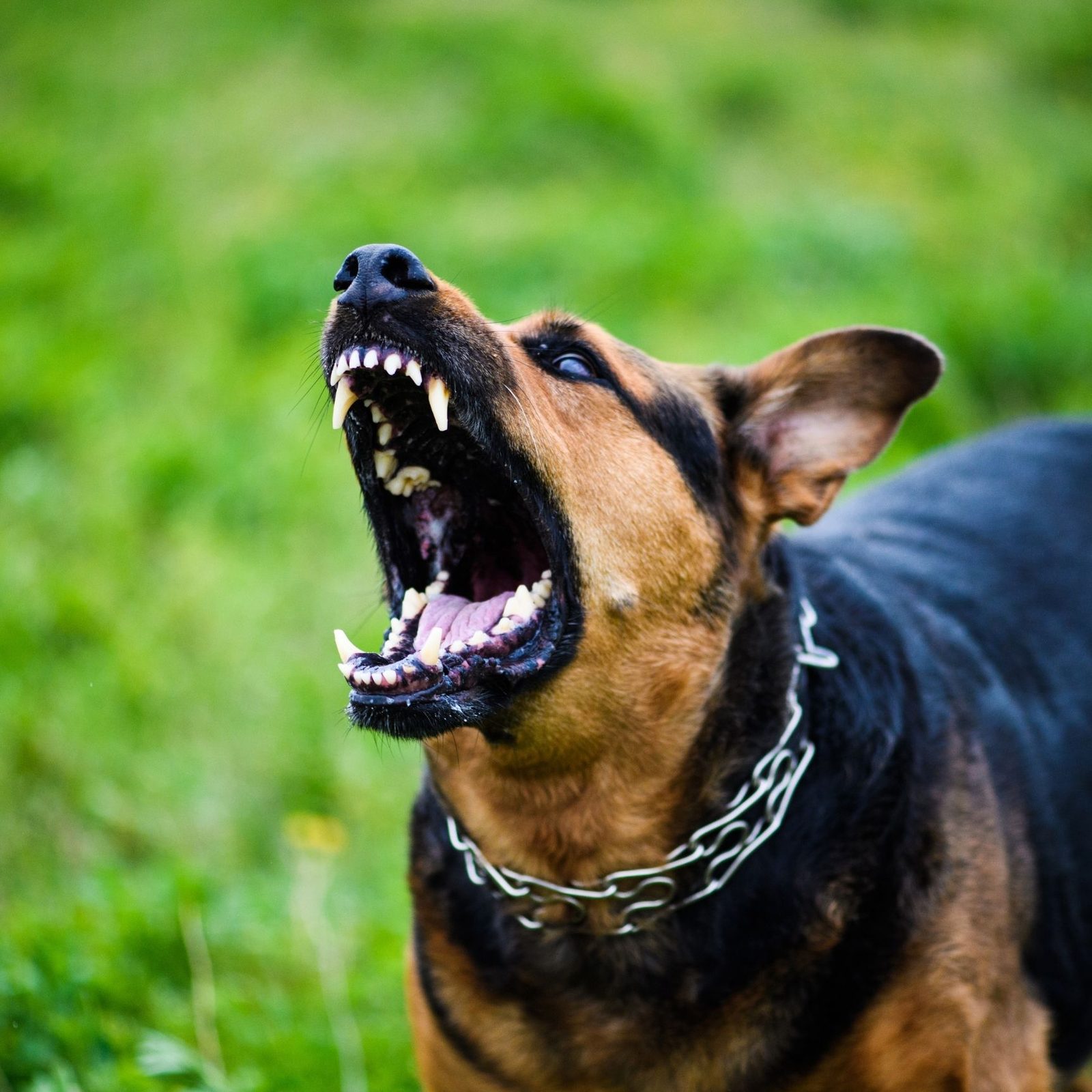 Dog bite attorney in Phoenix, AZ - legal representation for bite injury claims