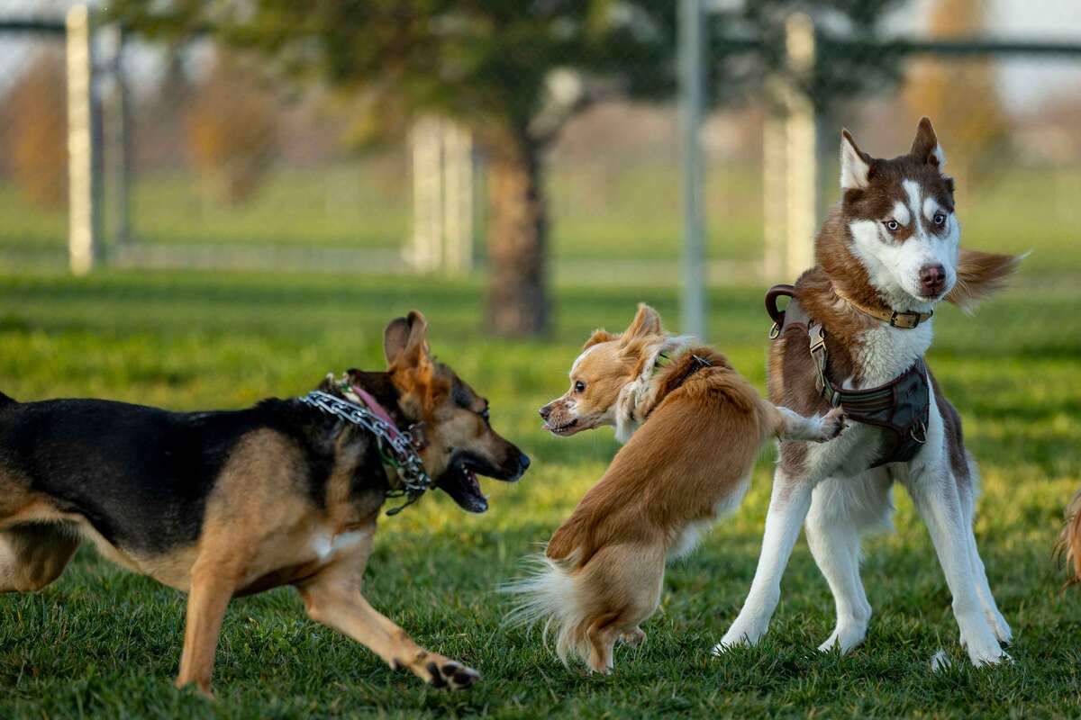 What to Do Immediately After a Dog Bite in Los Angeles