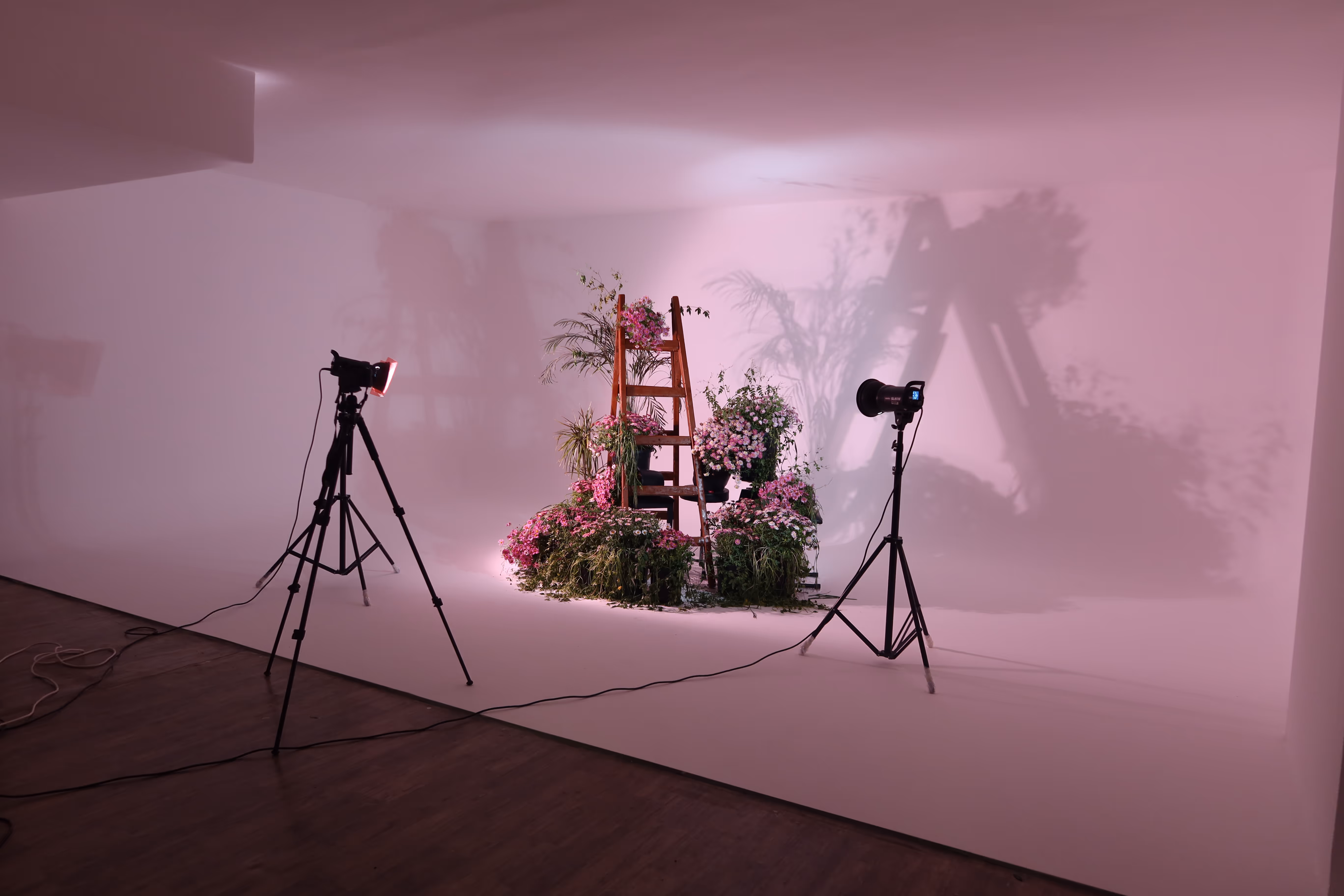Photography studio setup with two tripod lights illuminating a rustic wooden ladder decorated with pink flowers and greenery against a pink-lit white backdrop.