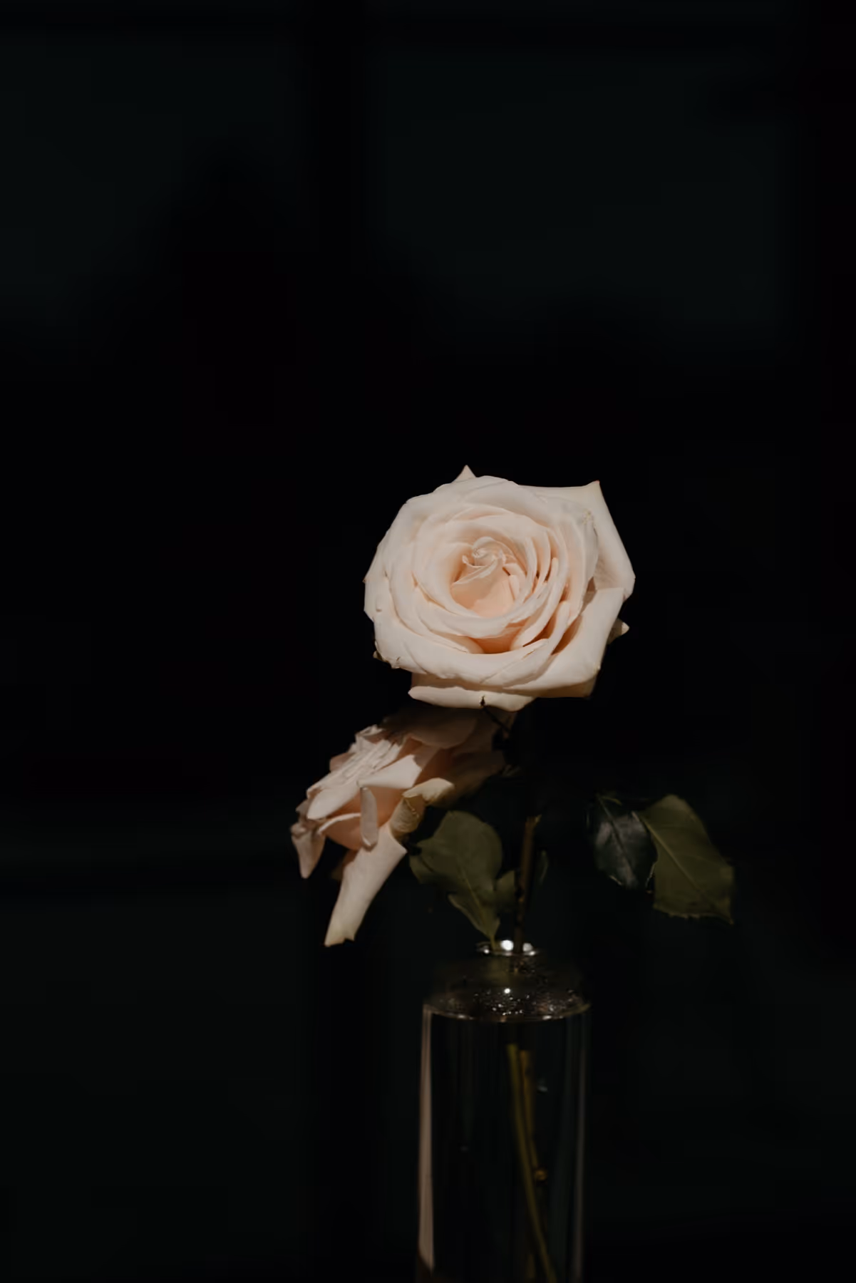 Light pink rose with green leaves in a clear glass vase against a black background.