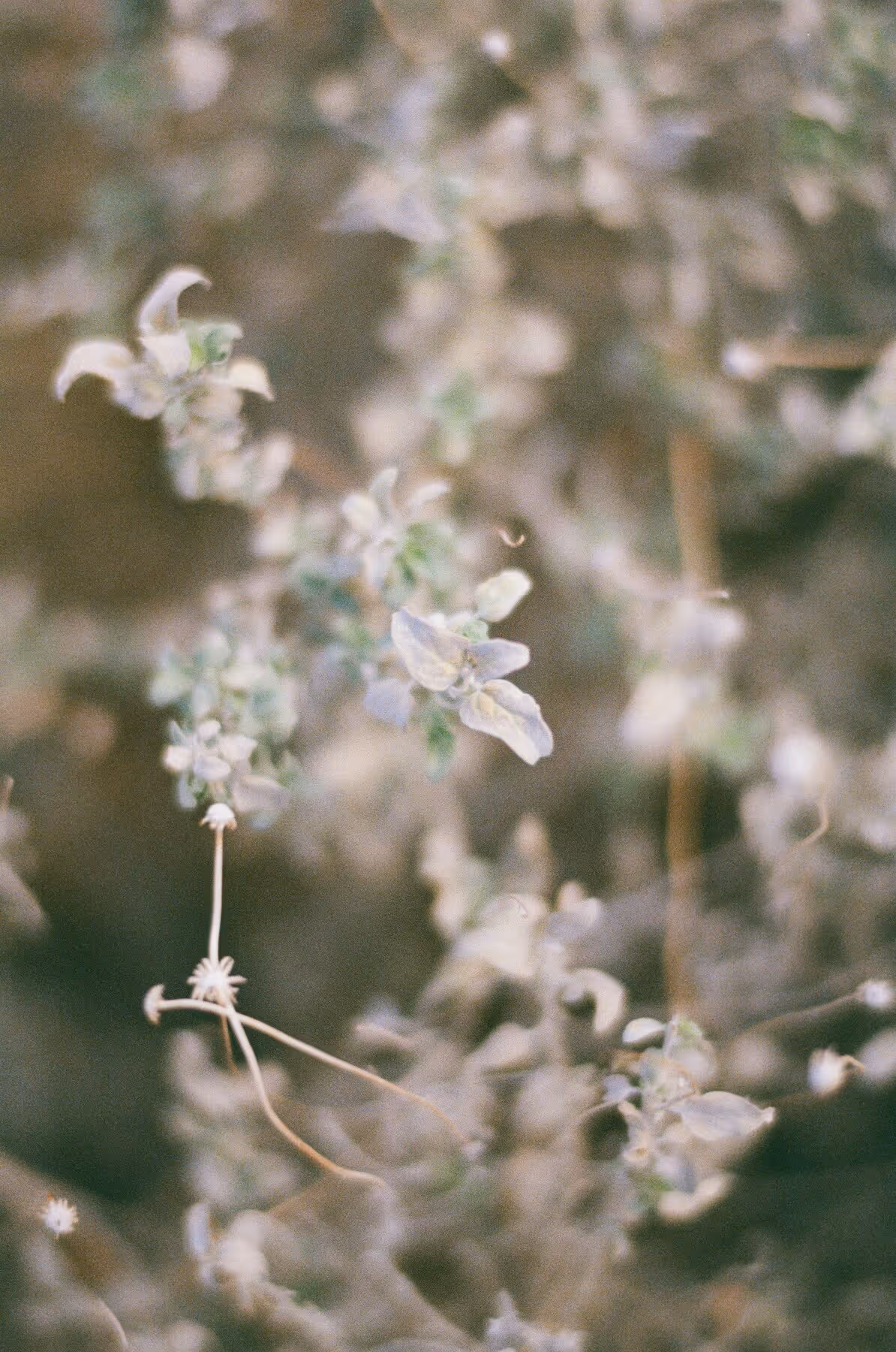 Soft focus close-up of small pale flowers on thin stems with a muted natural background.