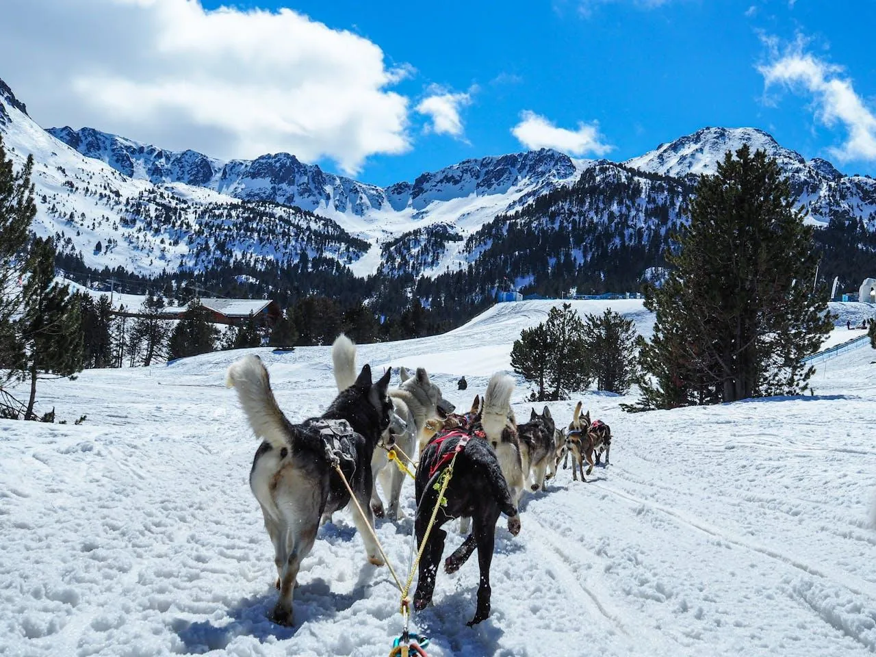 Dog sledding in Lyngenfjord