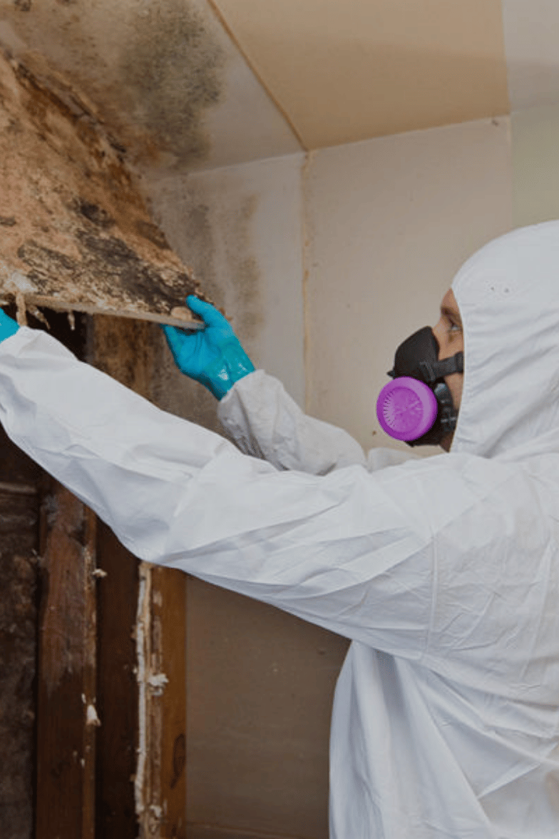 Mold Remediation