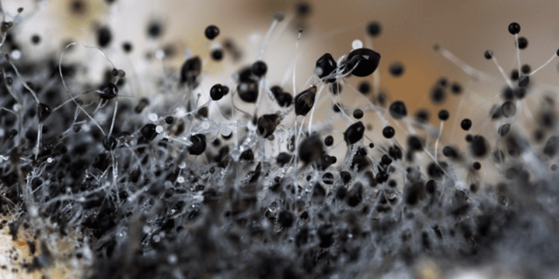 Mold: 4 Frequently Asked Questions!