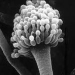 Toxigenic Molds (aka “toxic molds”)