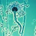 Pathogenic Molds