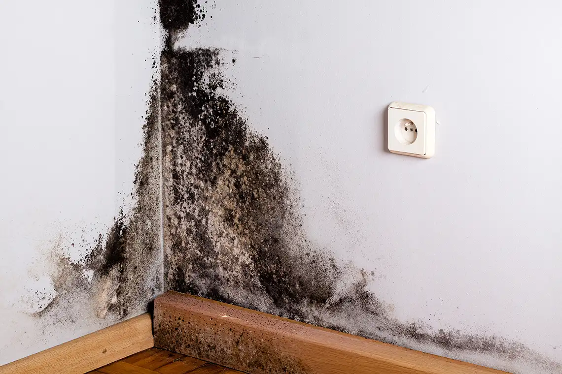 How to Reduce Mold in Your Home