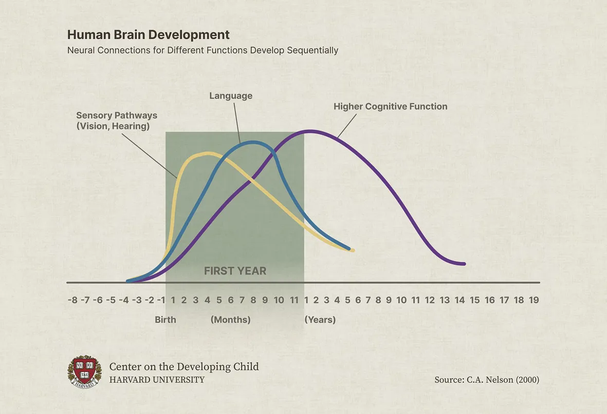 A chart describing human brain development in the first year of life