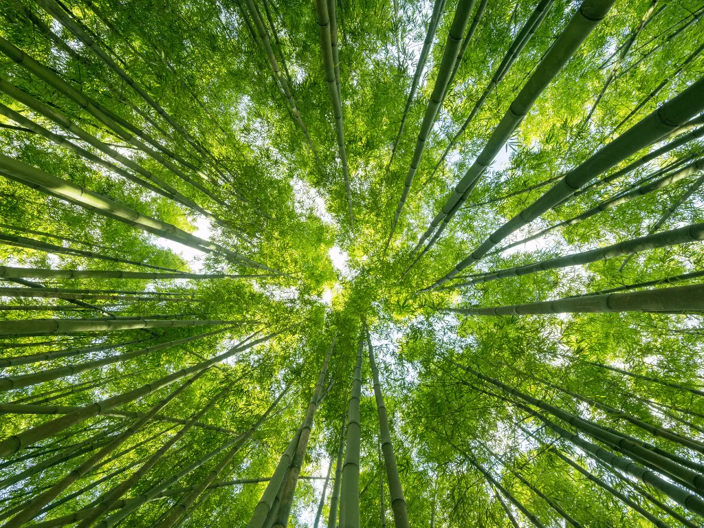 View looking upward at tall green bamboo stalks and leaves with sunlight filtering through.