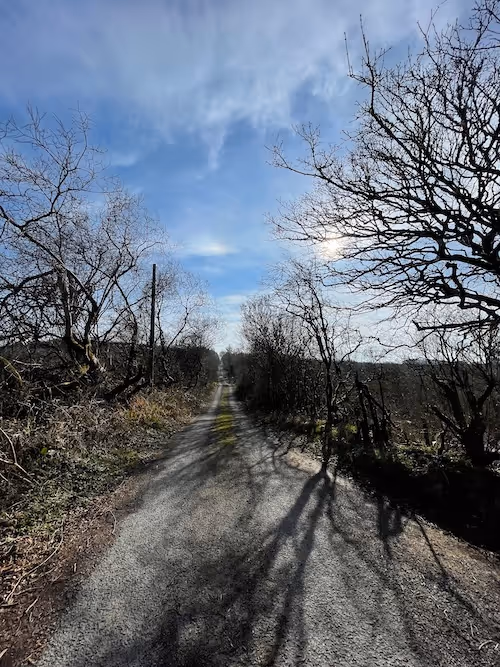 A portrait image of a country track starting from the lower end of the image running into the middle distance of the picture. The track is worn down tarmac or pebbled with a bank of mossy green through the centre. The track is flanked on both sides by green and brown hedges and brambles with bare winter trees sporadically along the way. The tops of the tree branches reach into the upper half of the image, a bright blue sky with thin layers of wispy cloud strewn at the top and in the middle distance. The sun is behind some thicker tree branches to the right.