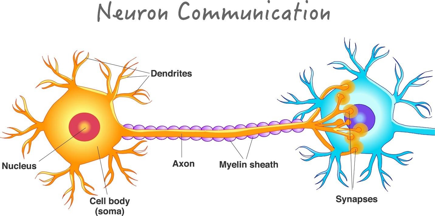 Image of a neuron with synapses
