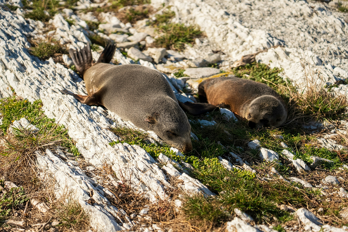 Is Crypto Legal in New Zealand? Regulations & Compliance in 2026
