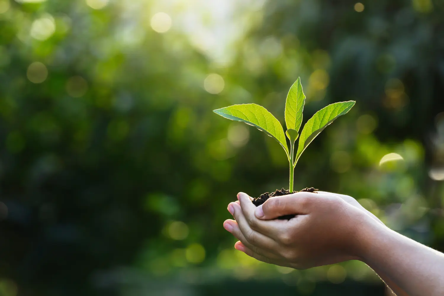 Hands holding soil with a small green seedling glowing in sunlight against a blurred natural background.