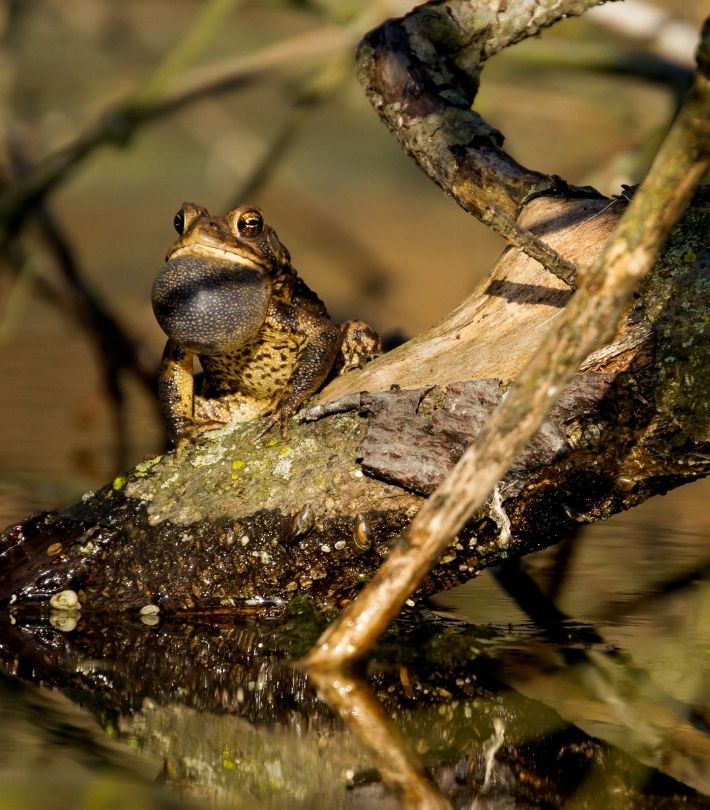 A frog with its throat inflated sits on a mossy branch over water, its reflection visible below.
