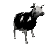 popular .gif and meme named "polish cow"