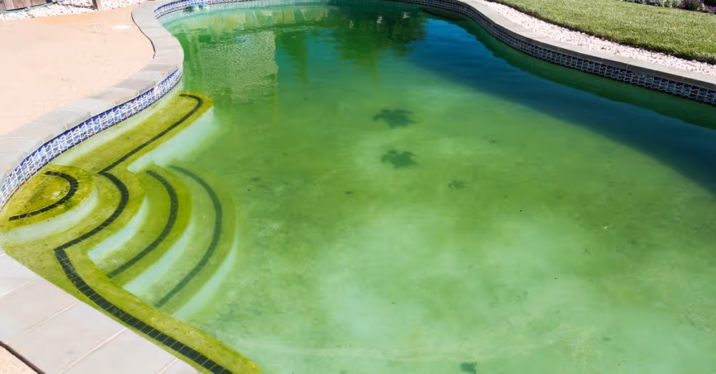A backyard pool with algae. The water is murky and green. The swimming pool's steps and floor are dark green.