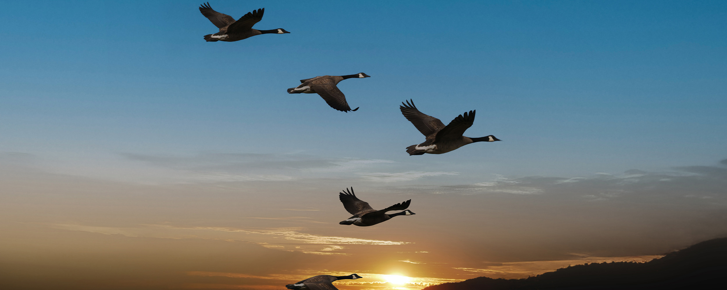Geese flying at sunrise.