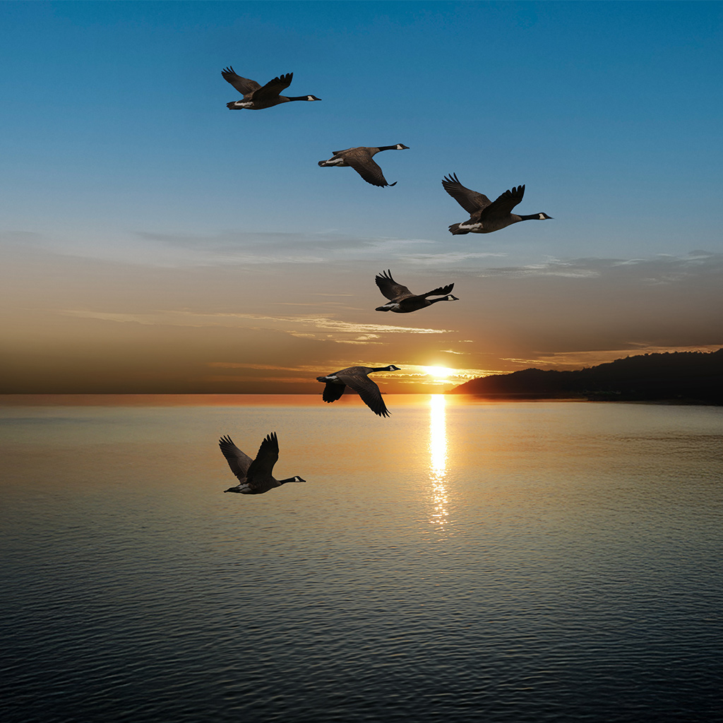 Geese flying at sunrise.