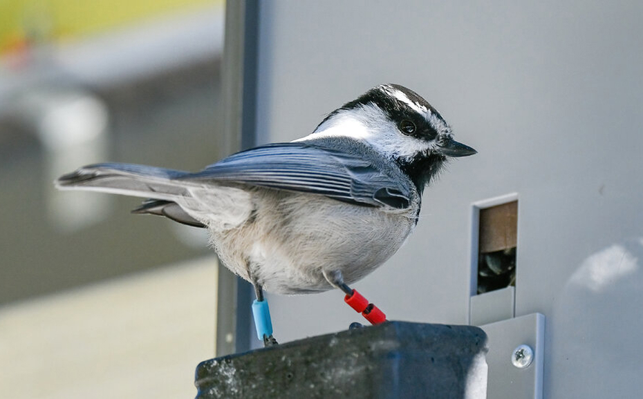 Little chickadees looking behind its back