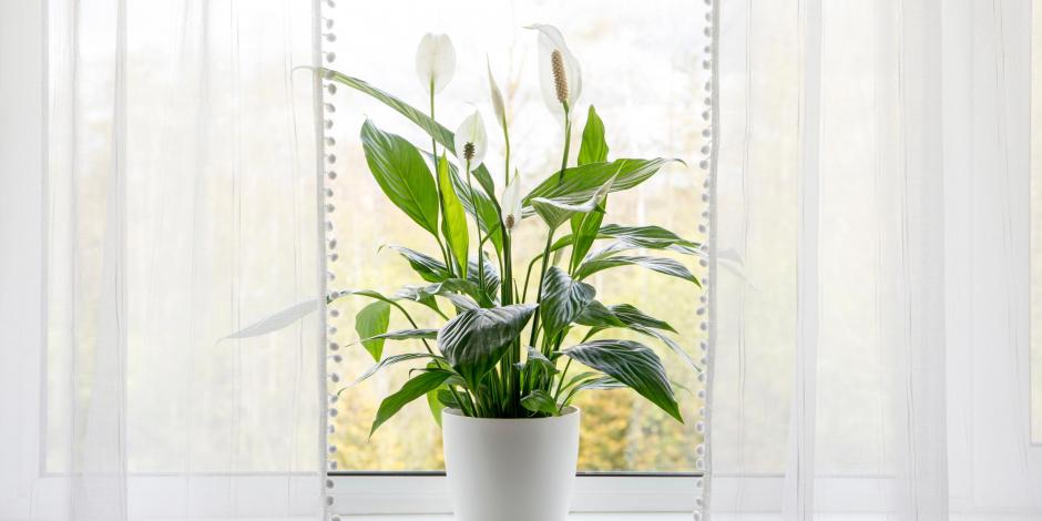 In order to properly measure the health and quality of the air in a home, you will need to know about humidity levels, carbon monoxide levels, volatile organic compound concentrations, and more. Learn how to improve your indoor air quality with insulation and air sealing upgrades from Assured Insulation.