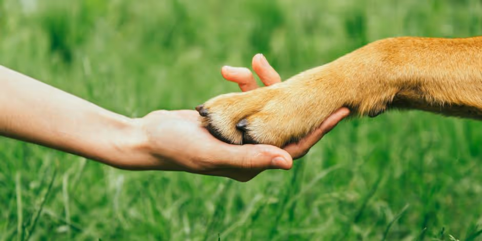 dog paw in human's hand