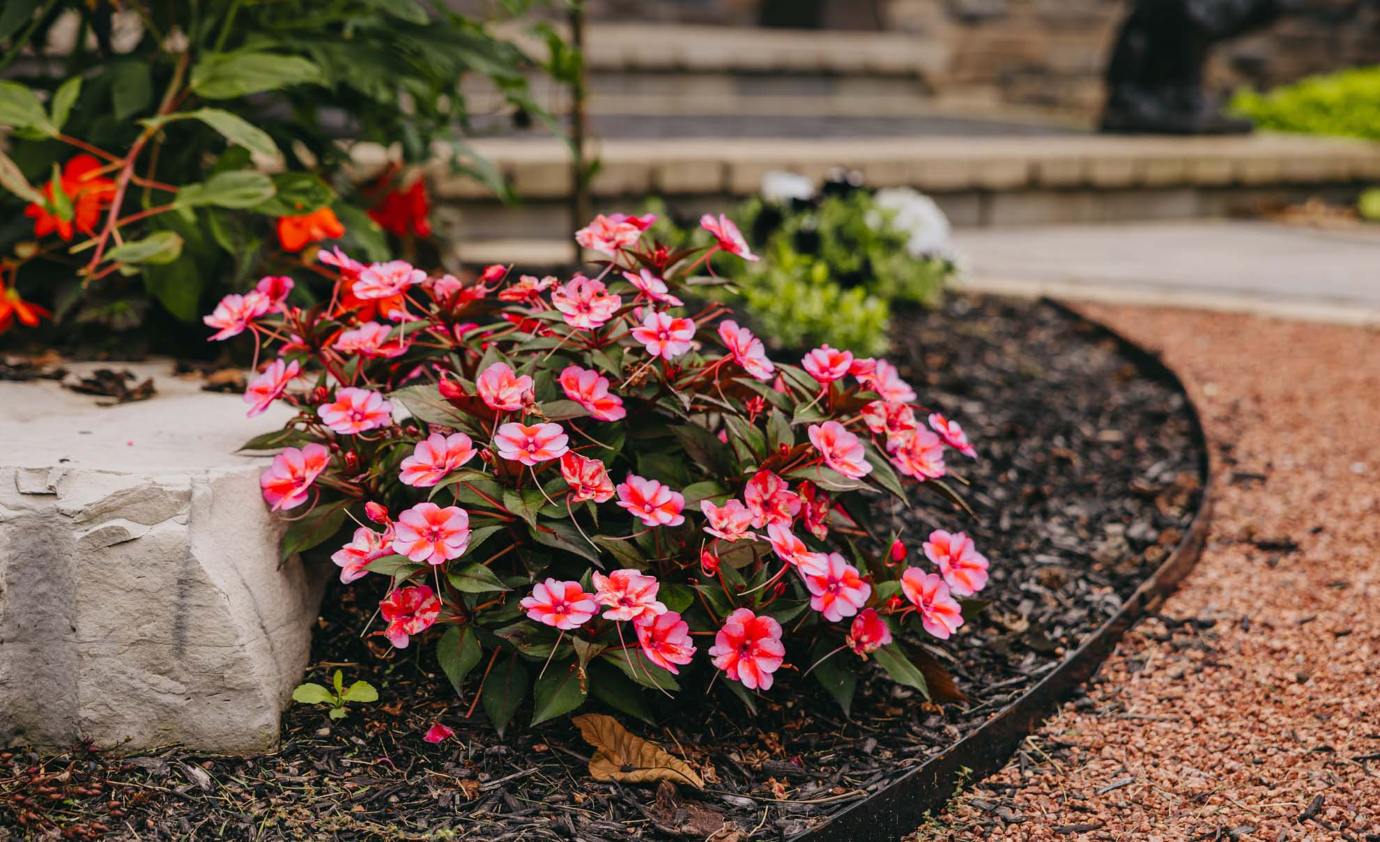 Pink flowers growing beside a stone garden edge in a colorful Chicago suburban landscape.