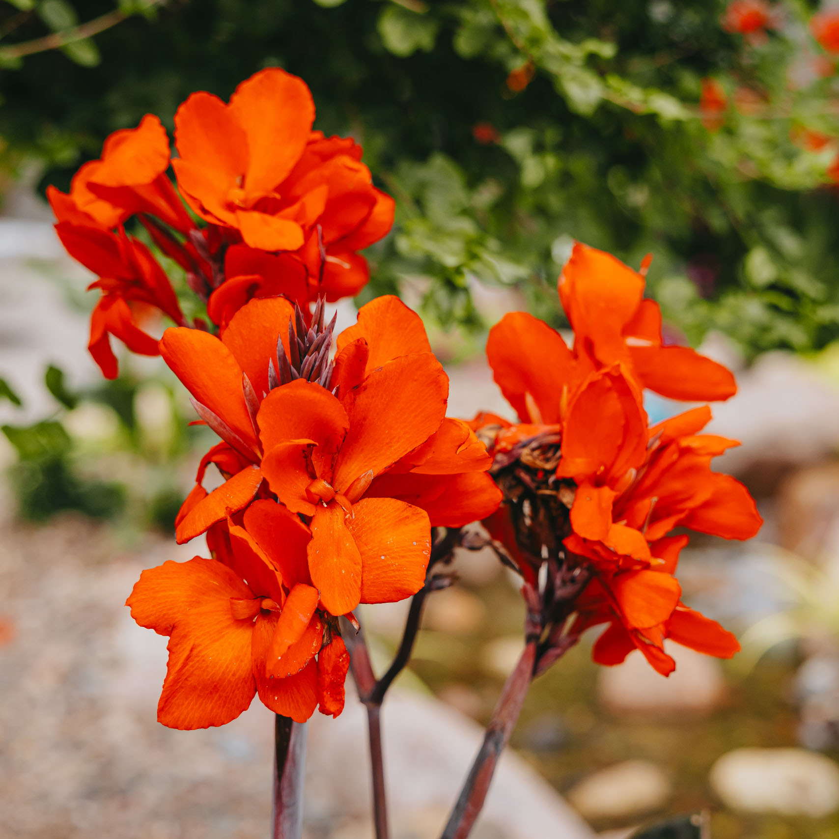 Close-up of bright orange flowers blooming in a custom landscape garden in suburban Chicago.