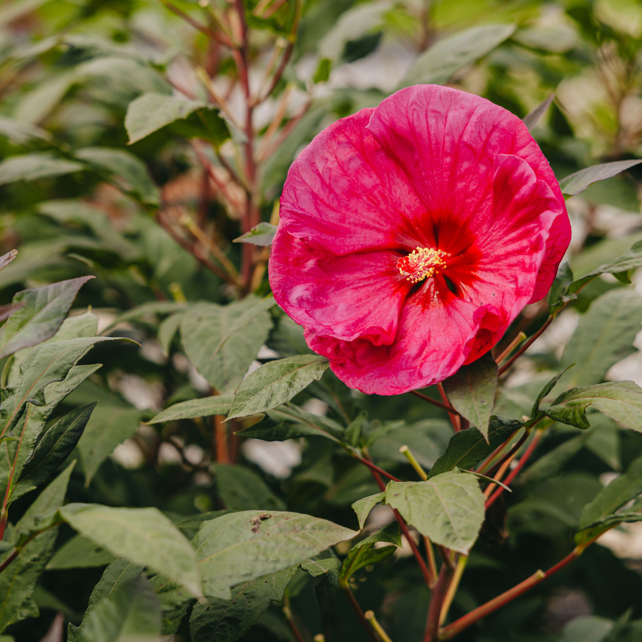 Close-up of pink hibiscus flower blooming in a landscaped garden, Chicago suburbs.